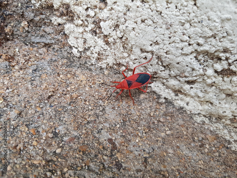 bug bug