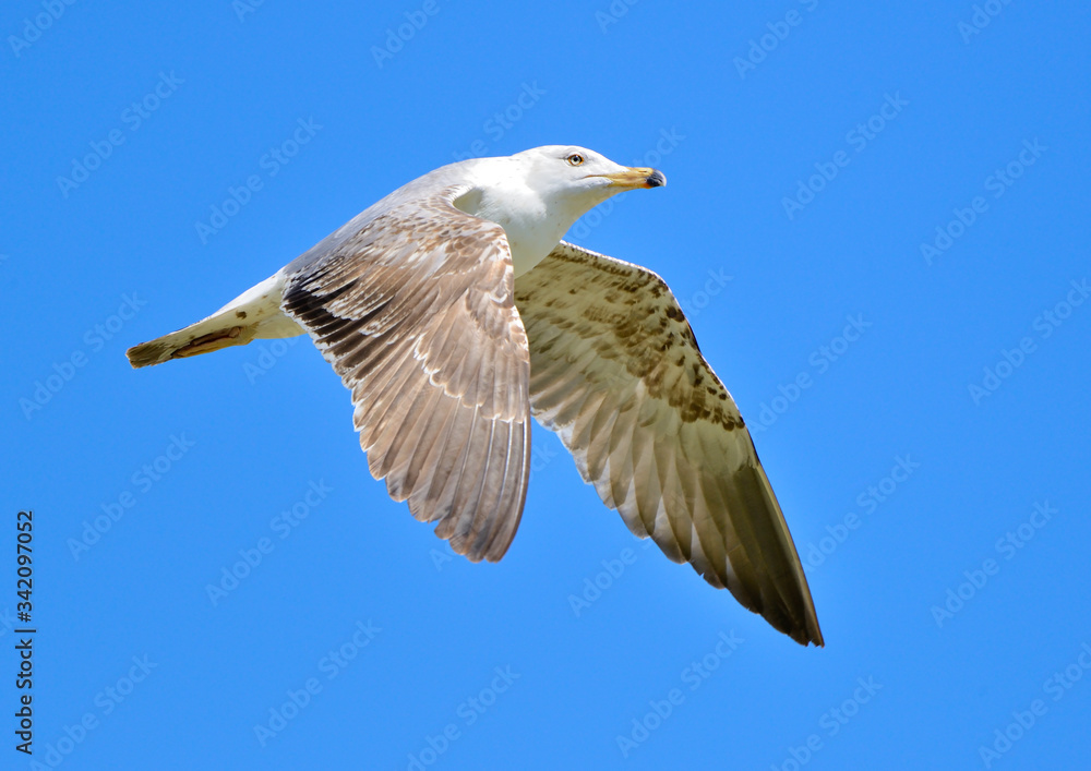 Fototapeta premium gaviota patiamarilla volando sobre el cielo azul (Larus michahellis) Marbella Andalucía España
