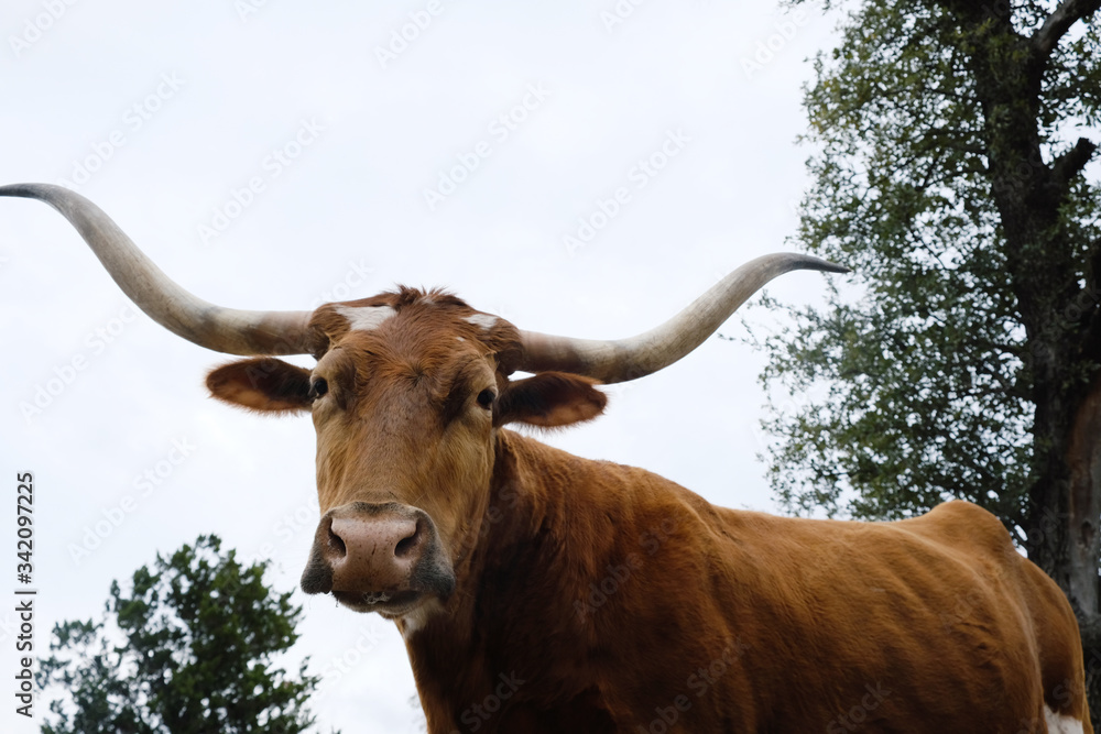 Texas longhorn cow looking at camera in wide angle view close up. Texas longhorn cow looking at camera in wide angle view close up.