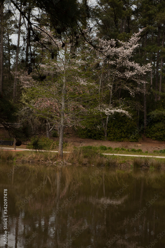 Trees reflected in a lake Trees reflected in a lake