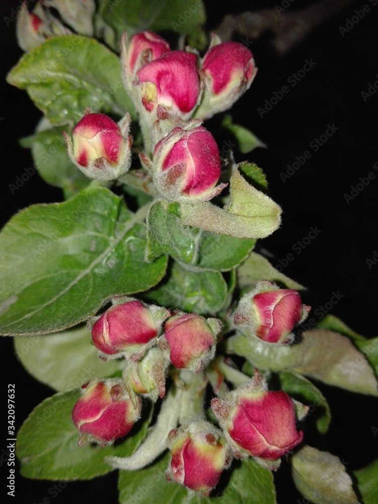 red flower buds of apple trees in spring red flower buds of apple trees in spring