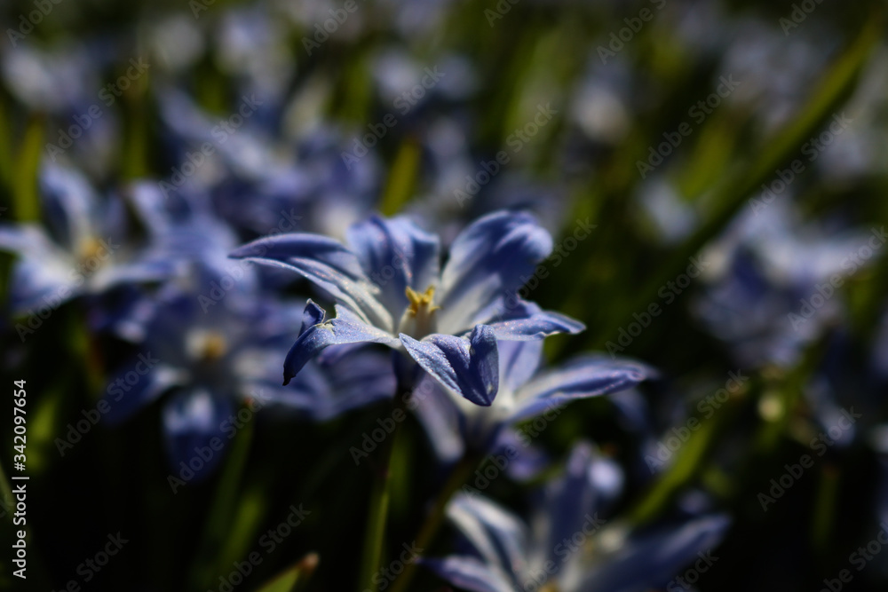 Obraz premium blue iris flower