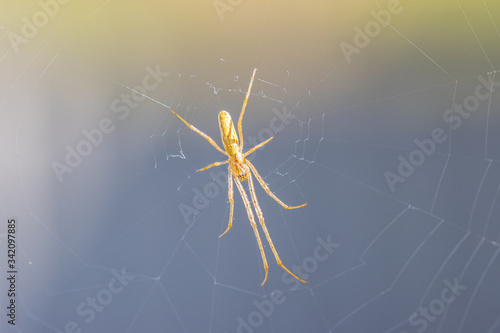 orange stretcher spider is lurking in a web for prey