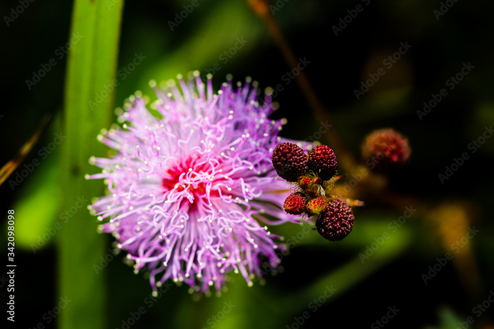 Striking macro flower closeup of Mimosa pudica or Mimosa pigra sensitive plant, also known as Shameplant, Sleepy plant. Striking macro flower closeup of Mimosa pudica or Mimosa pigra sensitive plant, also known as Shameplant, Sleepy plant.