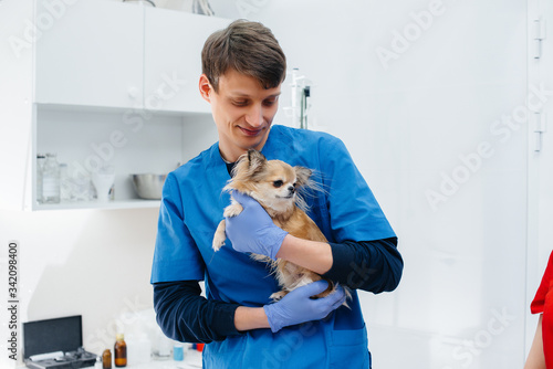 Fototapeta Naklejka Na Ścianę i Meble -  In a modern veterinary clinic, a thoroughbred Chihuahua is examined and treated on the table. Veterinary clinic