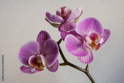 Lilac flowers orchids with purple veins close up on a light background