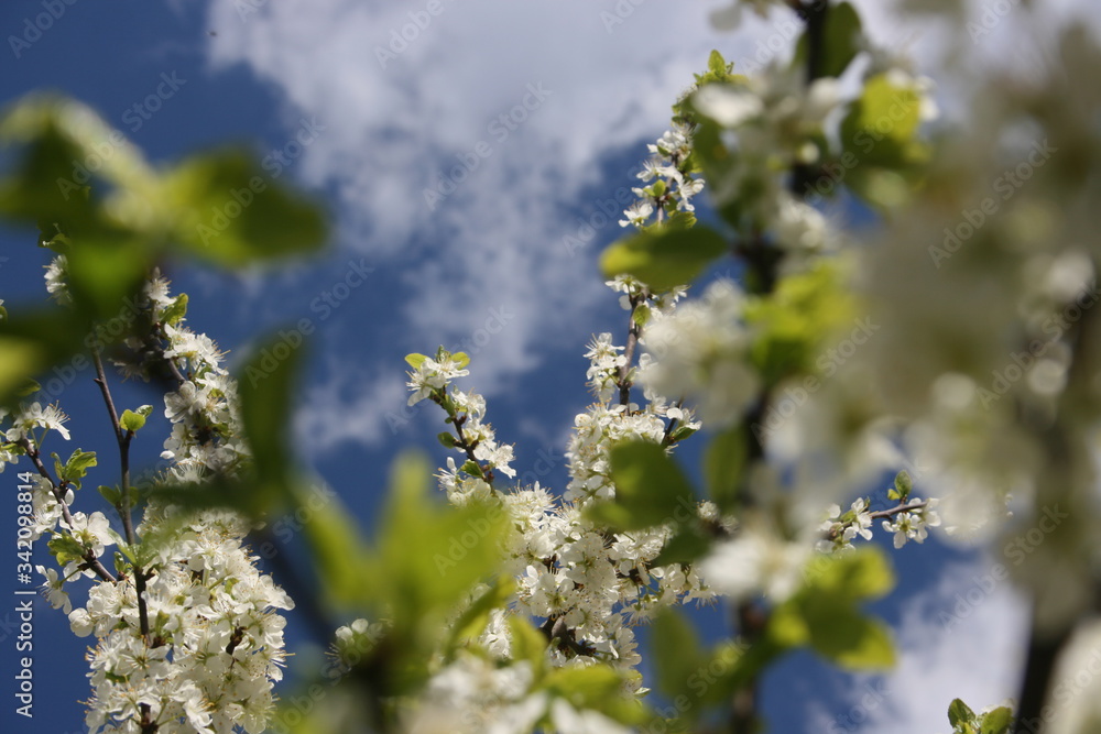 an incredible flowering of trees in the spring garden an incredible flowering of trees in the spring garden