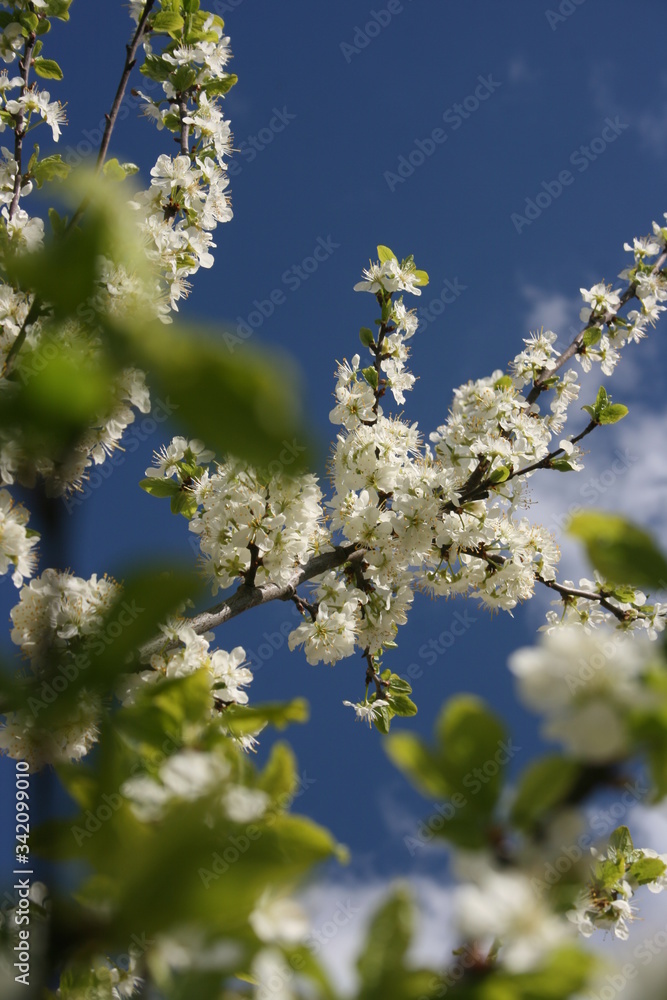 an incredible flowering of trees in the spring garden an incredible flowering of trees in the spring garden