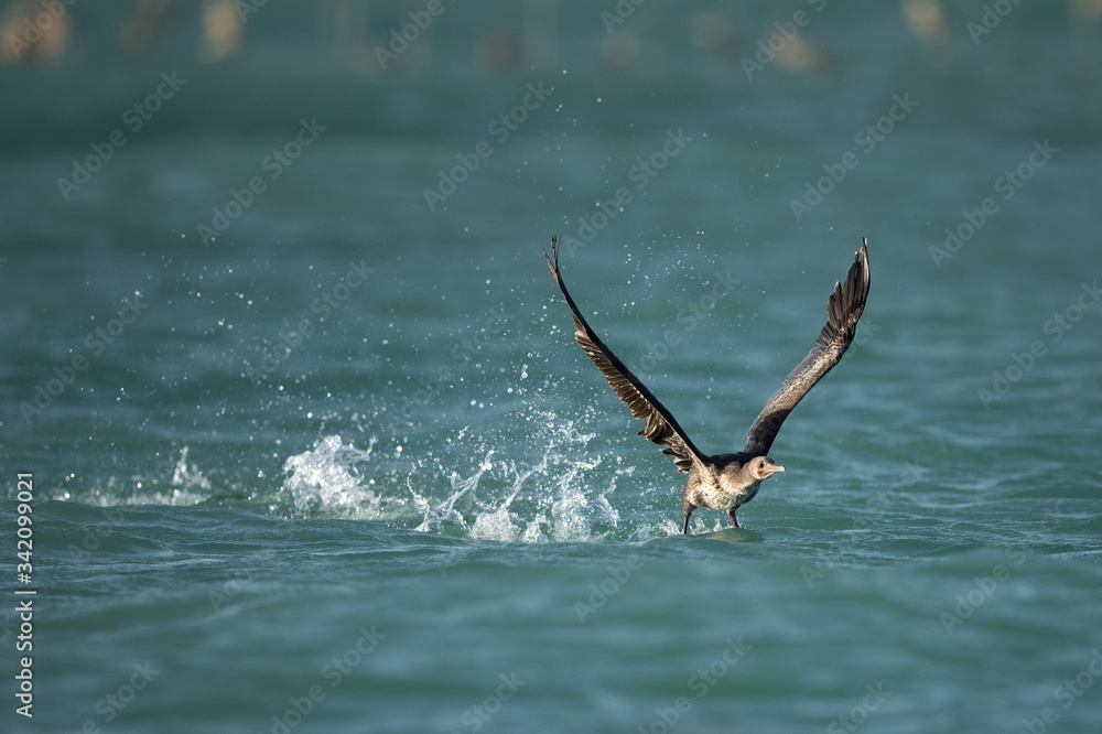 Fototapeta premium Great Cormorant takeoff
