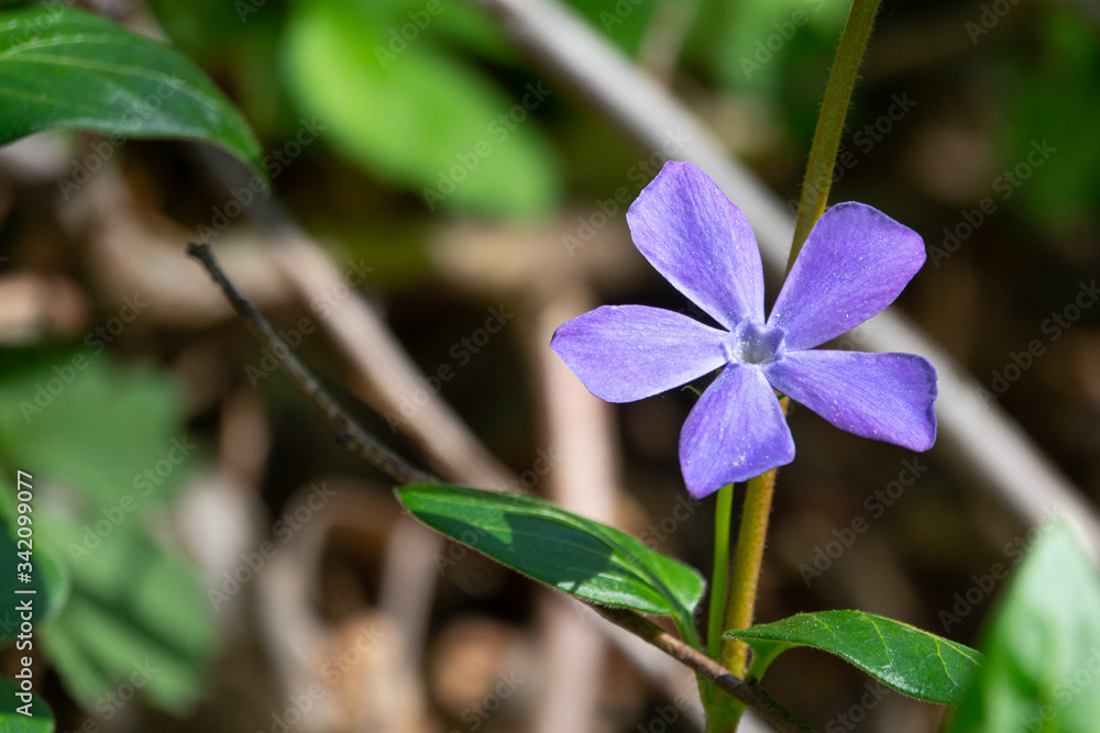 purple flowers of the large-leaved evergreen glow in the sun
