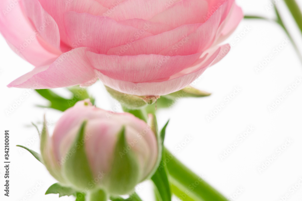 The Buttercup flower is bright in color, similar to the thousand-petal petals of lotus The Buttercup flower is bright in color, similar to the thousand-petal petals of lotus