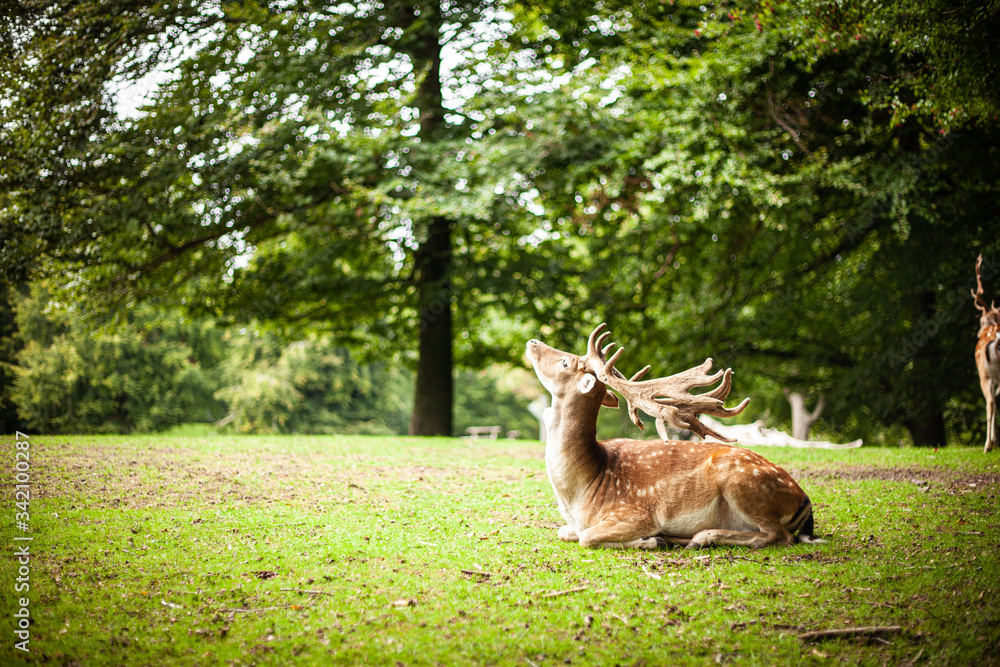 European folk deer in beautiful light and forest surrounding European folk deer in beautiful light and forest surrounding