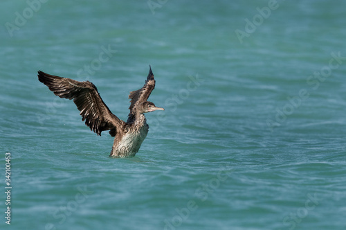 Socotra cormorant drying its wings