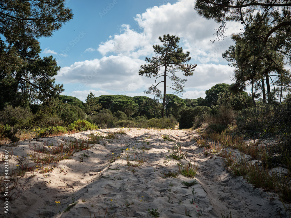 A Mediterranean scene with a sand track surrounded by trees and interesting light A Mediterranean scene with a sand track surrounded by trees and interesting light