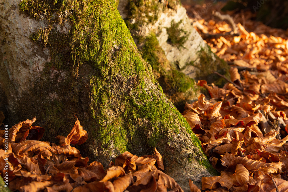 Obraz premium Tree trunk covered in moss in an autumn foliage with copper leaves, Sfanta Ana, Romania