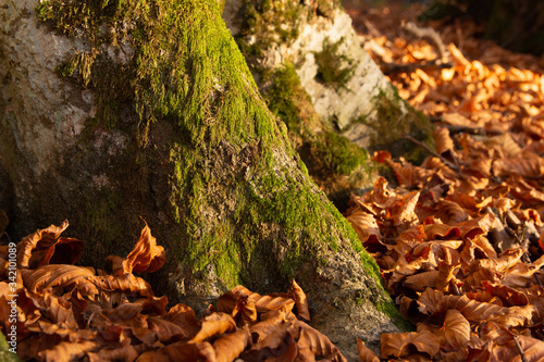 Tree trunk covered in moss in an autumn foliage with copper leaves, Sfanta Ana, Romania