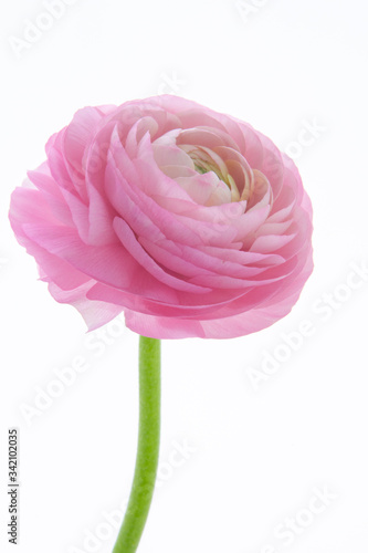 The Buttercup flower is bright in color, similar to the thousand-petal petals of lotus