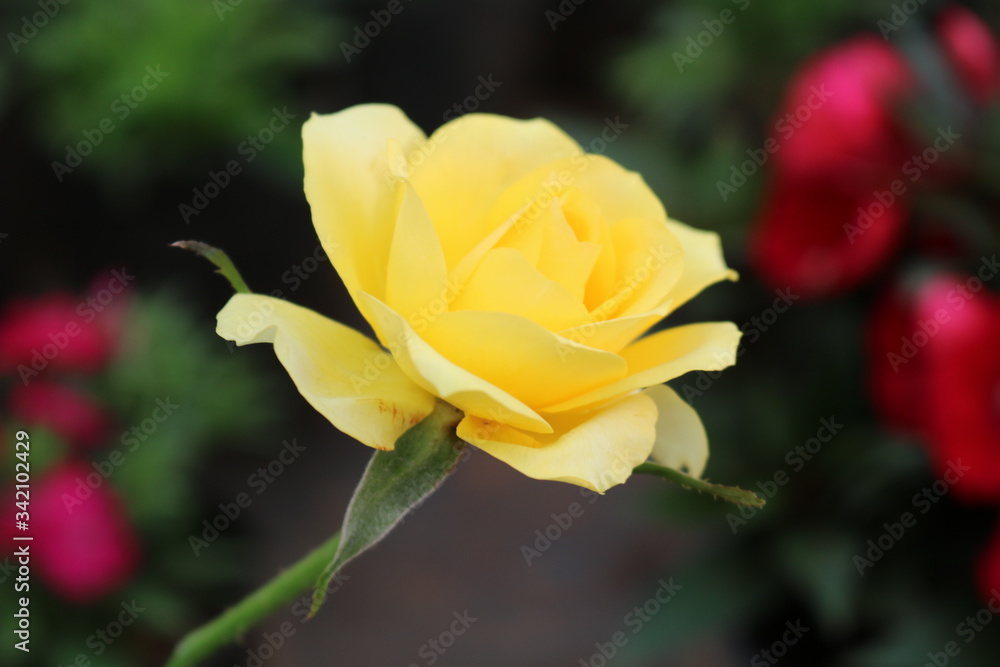 Beautiful yellow rose flower with open petals and green stem Beautiful yellow rose flower with open petals and green stem