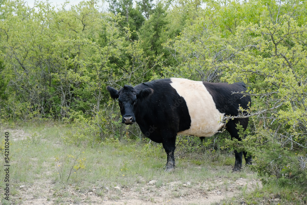 Belted Galloway steer on rural cow farm during spring. Belted Galloway steer on rural cow farm during spring.
