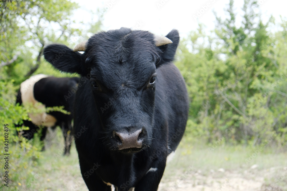Close up of black bull calf on cow farm during spring season. Close up of black bull calf on cow farm during spring season.