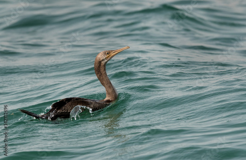 Socotra cormorant swimming