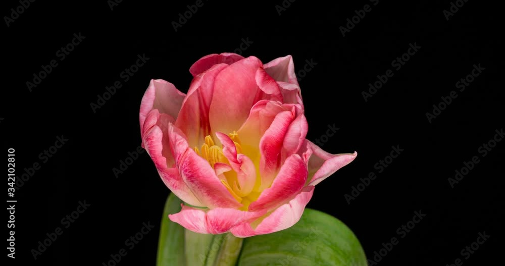 Timelapse of opening pink tulip format with ALPHA transparency channel isolated on black background, Spring time, Happy Mothers Day, Valentine's Day, easter, 4k Timelapse of opening pink tulip format with ALPHA transparency channel isolated on black background, Spring time, Happy Mothers Day, Valentine's Day, easter, 4k