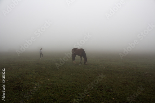 Fototapeta Naklejka Na Ścianę i Meble -  Beautiful horse on the lawn in the fog, Crimea-AI Petri