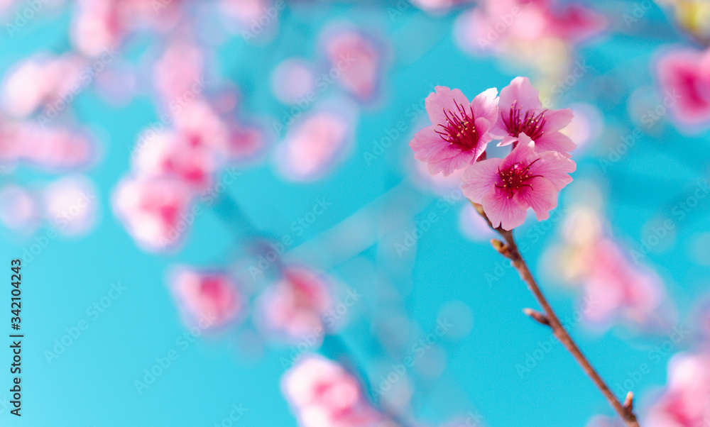 Plakat Soft focus Cherry Blossom or Sakura flower on blue sky background with nature sun light, Pink flowers.