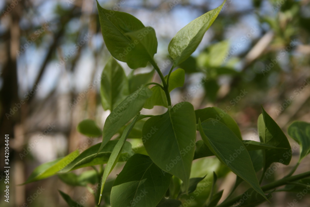 a green leaf of tree with rays of the sun in the garden