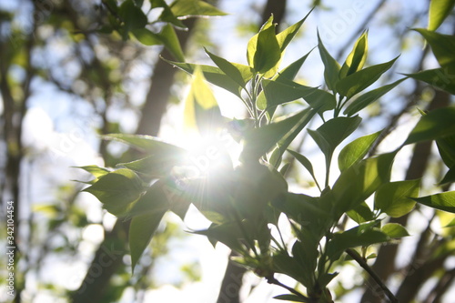 a green leaf of tree with rays of the sun in the garden