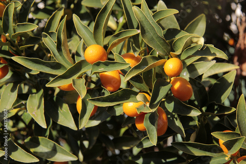 de belles oranges photo