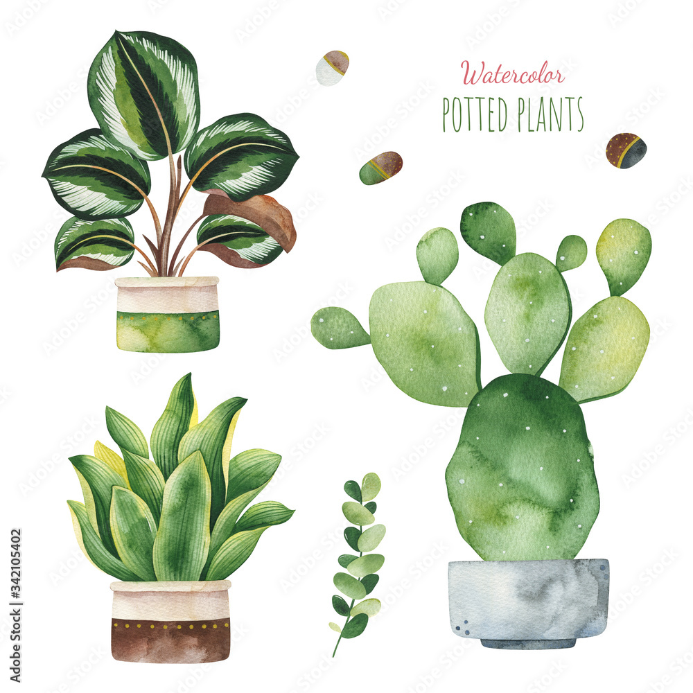 Watercolor potted plants set.Fresh elements isolated on white ...