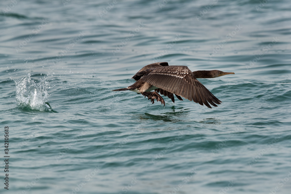 Fototapeta premium Socotra cormorant flying with splash of water