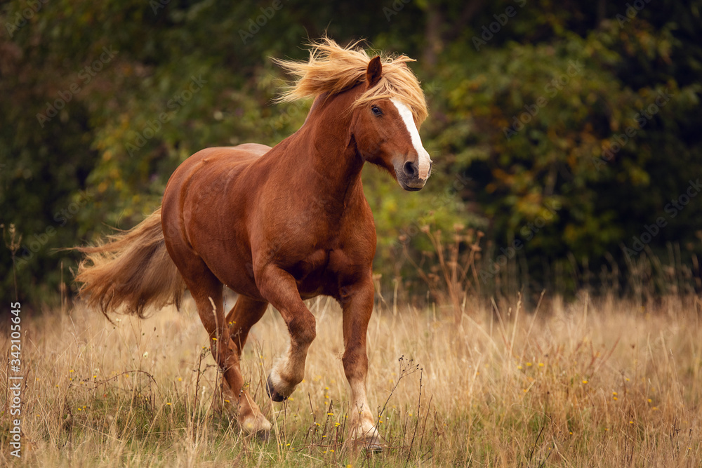 Fototapeta premium Galop w Czarnym Lesie