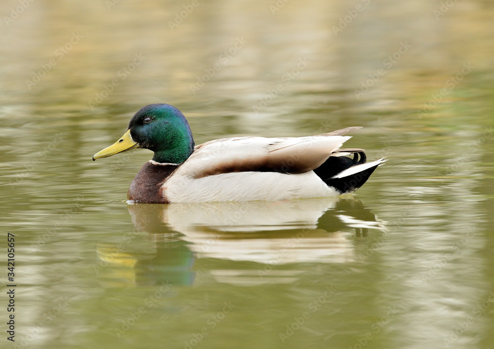 patos ánade azulón nadando en el estanque (Anas platyrhynchos) Marbella Andalucía España patos ánade azulón nadando en el estanque (Anas platyrhynchos) Marbella Andalucía España
