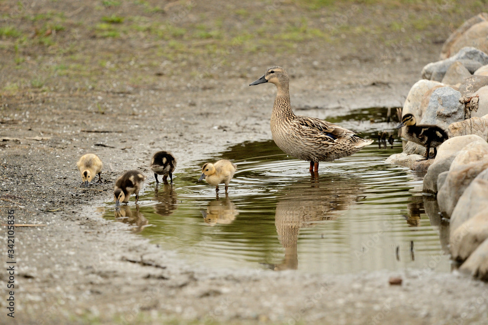 familia de patos en un charco después de la lluvia (Anas platyrhynchos) Marbella Andalucía España familia de patos en un charco después de la lluvia (Anas platyrhynchos) Marbella Andalucía España