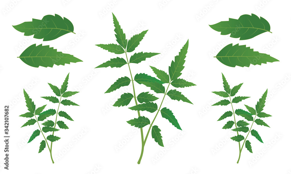 Neem tree leaves vector illustration Medicinal neem leafs Stock Vector ...