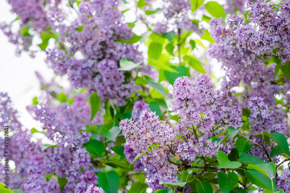 Blooming bushes of lilac flowers, sunny may spring morning Blooming bushes of lilac flowers, sunny may spring morning