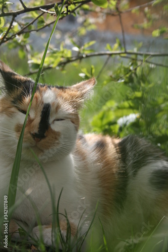 a cute little cat in the spring warm garden