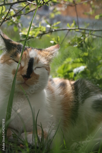 a cute little cat in the spring warm garden