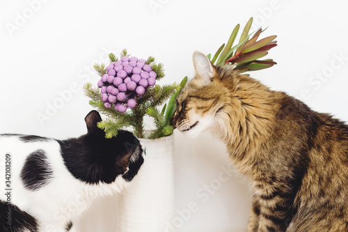 Canvas Print Two cats smelling Brunia plant on white background with copy space
