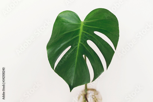Monstera leaf in glass vase on white background with copy space. Modern Home decor. Palm leaf. Monstera stem in water. Houseplant