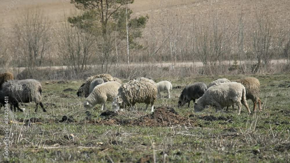 Sheeps And Lambs Grazing Sheeps And Lambs Grazing