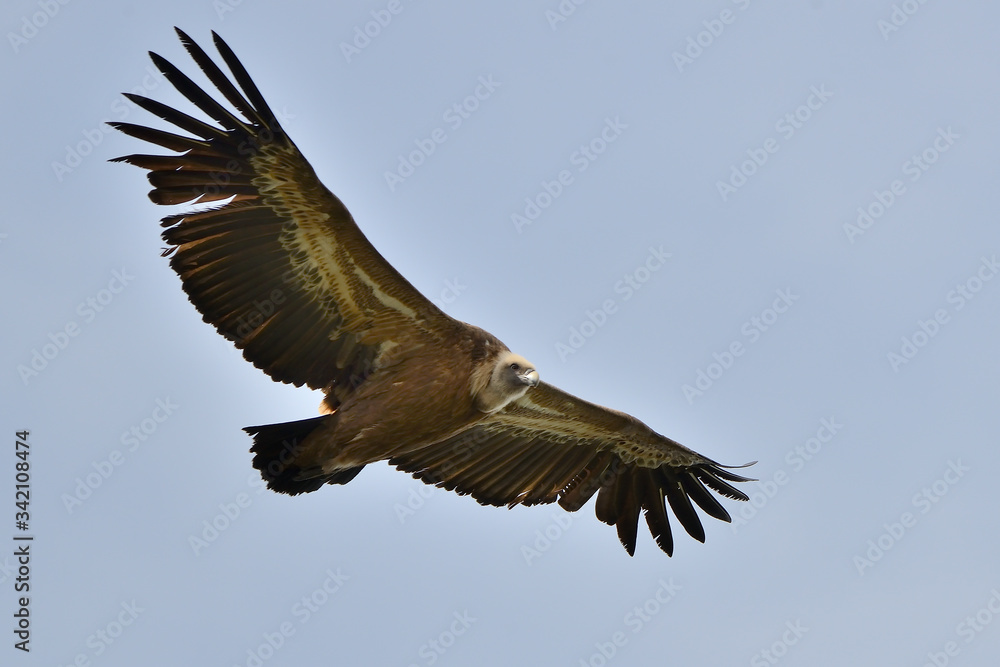 Obraz premium buitre leonado en vuelo rasante sobre el cielo azul (gyps fulvus) Casares Andalucía España 