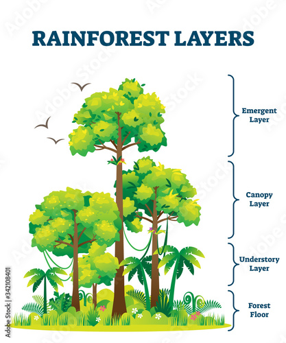Rainforest layers vector illustration. Jungle structure educational scheme.