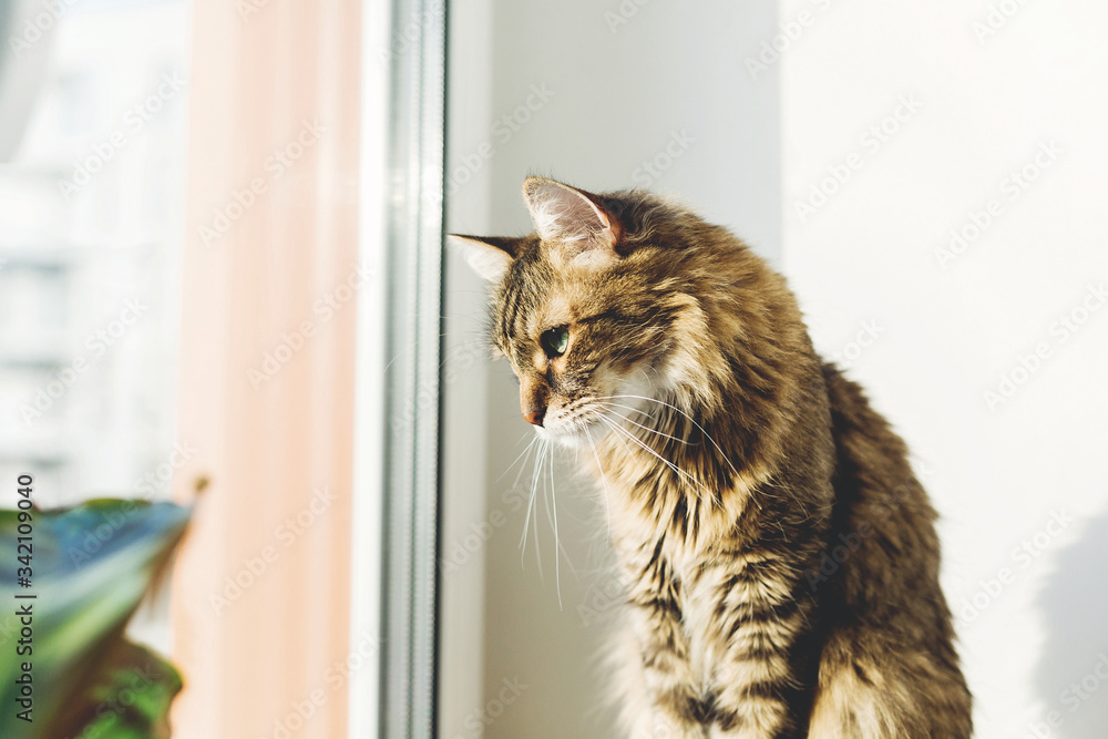 Cute tabby cat sitting on window sill in warm sunny light among green plants. Adorable Main coon looking at window on street. Isolation at home during coronavirus pandemic concept