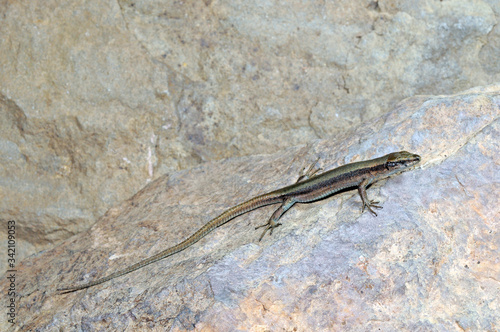 Pyrenean rock lizard / Pyrenäen-Gebirgseidechse (Iberolacerta bonnali)  - Valle de Pineta, Spanien photo