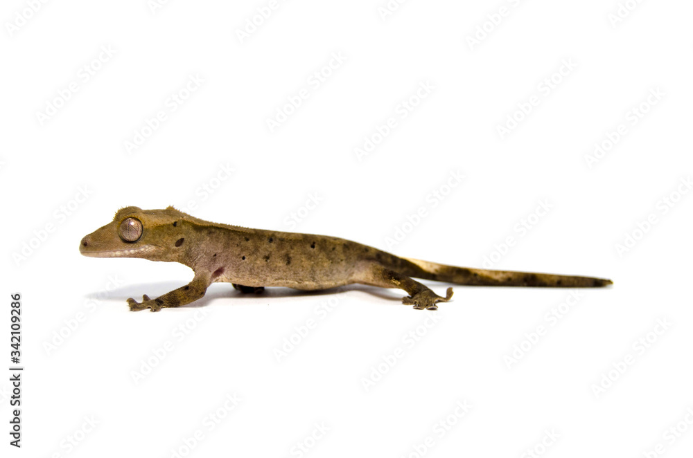 Crested gecko on white