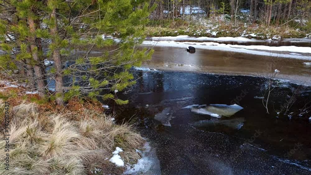 Forest river and floating ice floes. Transient creek in a spring pine forest Forest river and floating ice floes. Transient creek in a spring pine forest