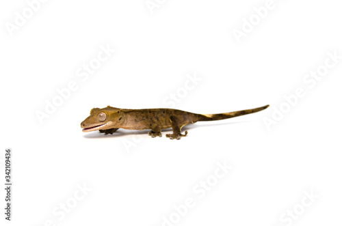 Crested gecko on white